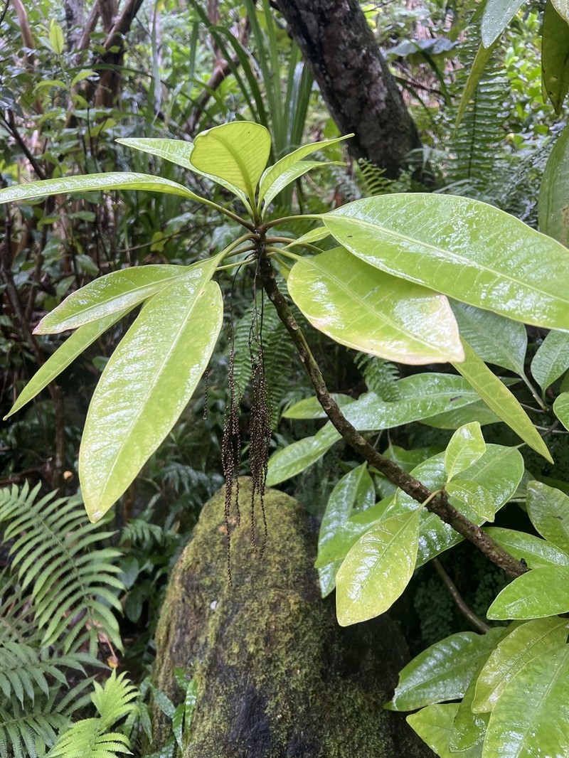 Ellipticleaf Papala photo 6