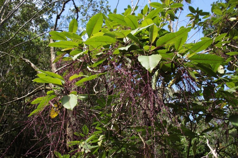 Ellipticleaf Papala photo 7