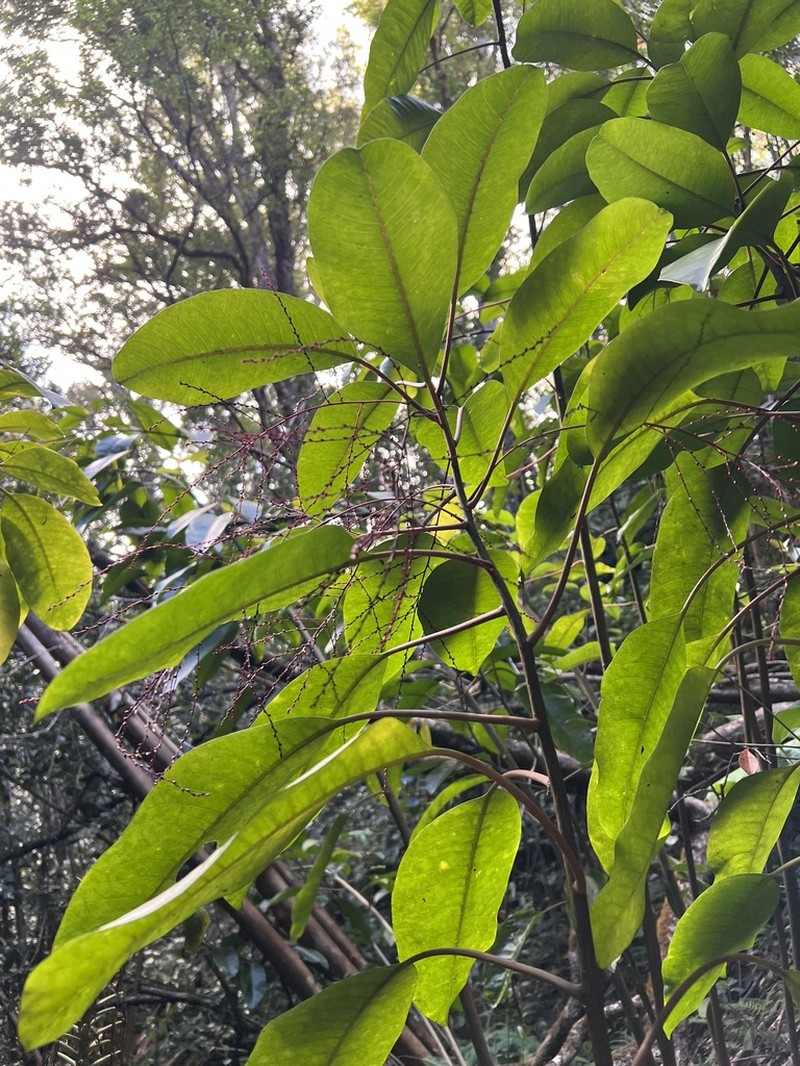 Ellipticleaf Papala photo 8