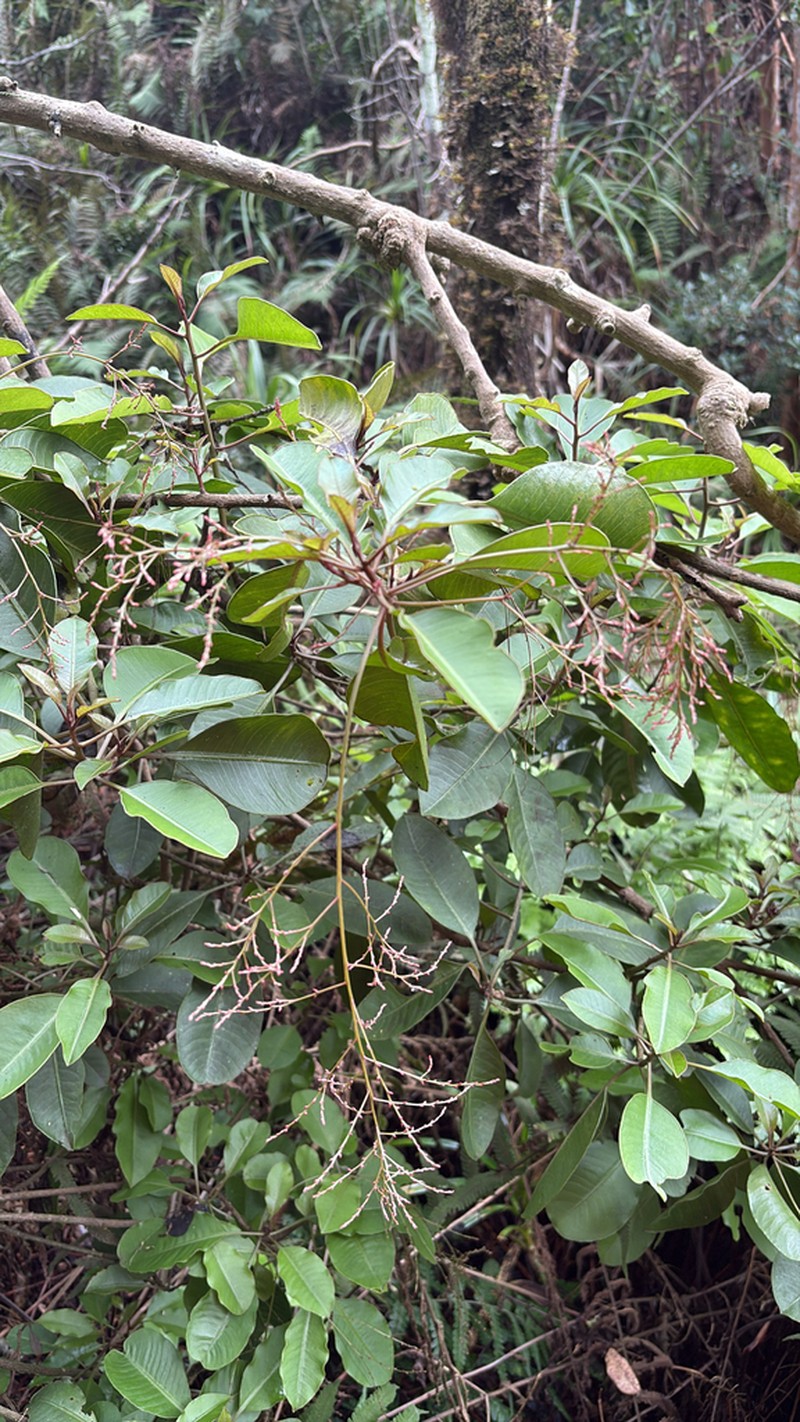 Broadleaf Papala