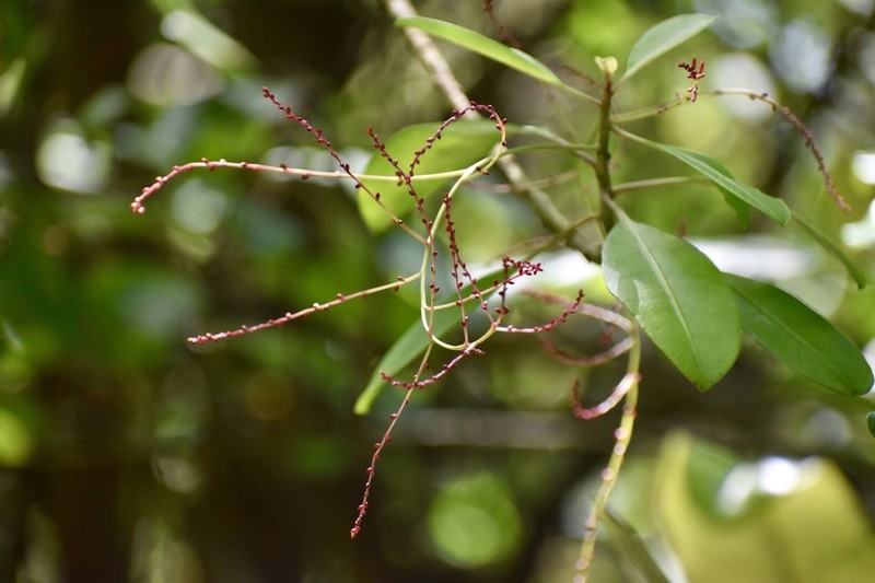Broadleaf Papala photo 2