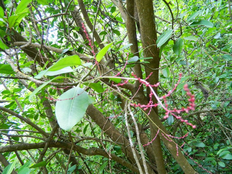 Broadleaf Papala photo 3