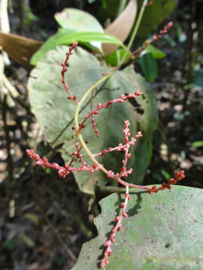 Broadleaf Papala photo 4