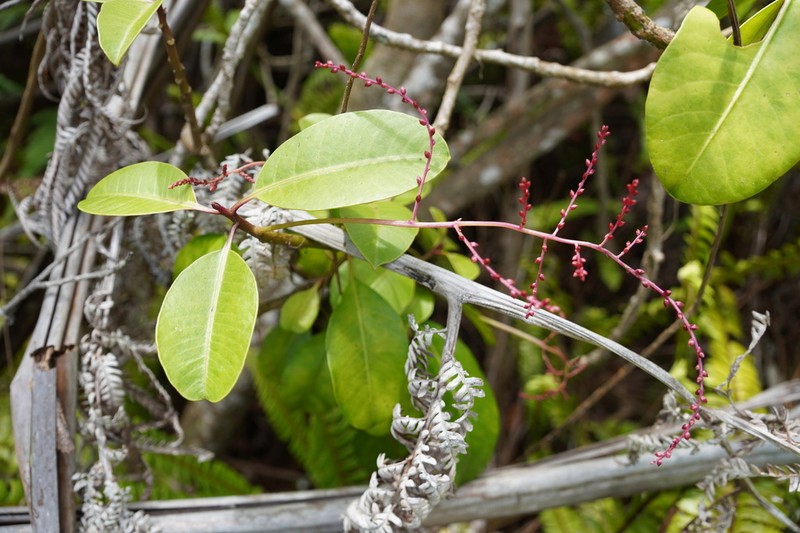 Broadleaf Papala photo 5