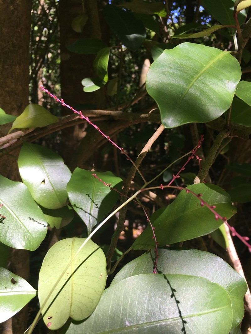 Broadleaf Papala photo 6