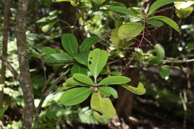 Broadleaf Papala photo 7