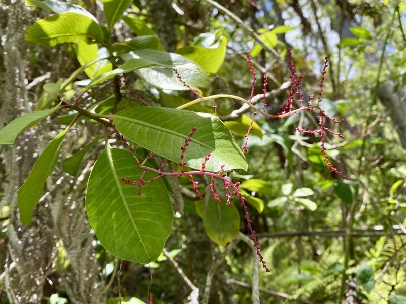 Broadleaf Papala photo 8