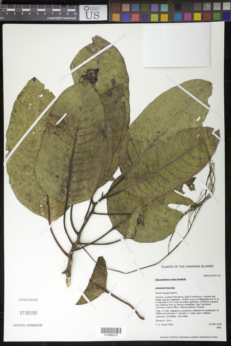 Charpentiera ovata var. ovata
