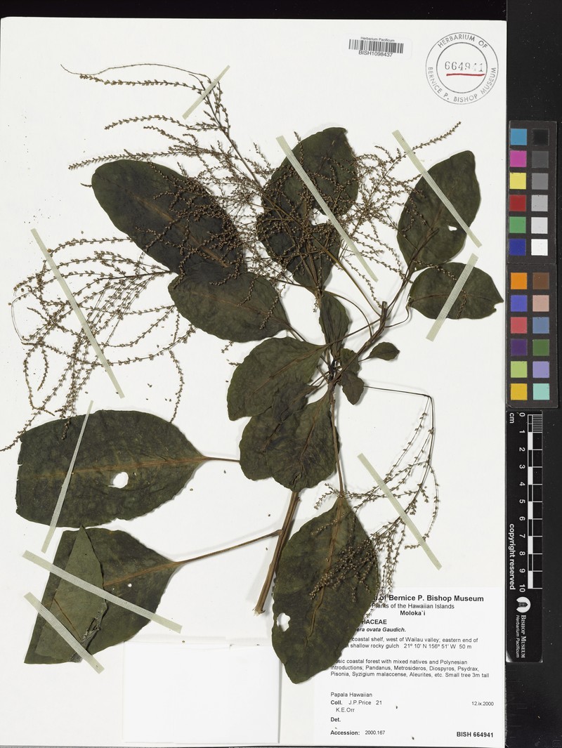 Charpentiera ovata var. ovata photo 2