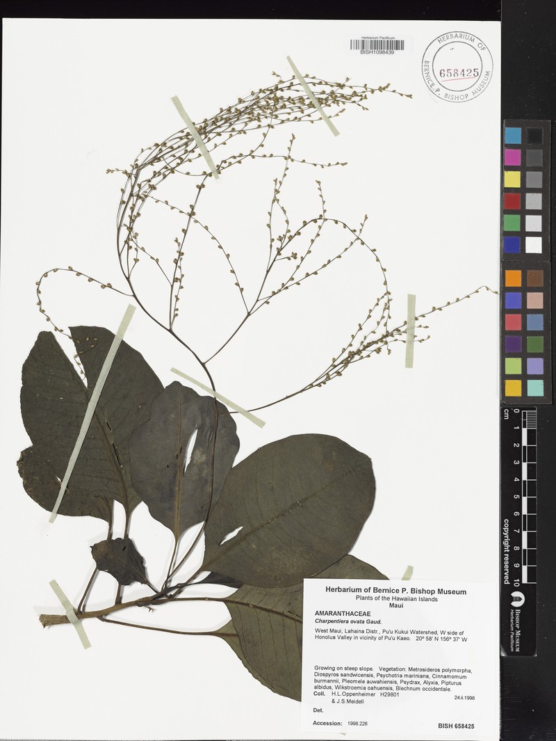 Charpentiera ovata var. ovata photo 3