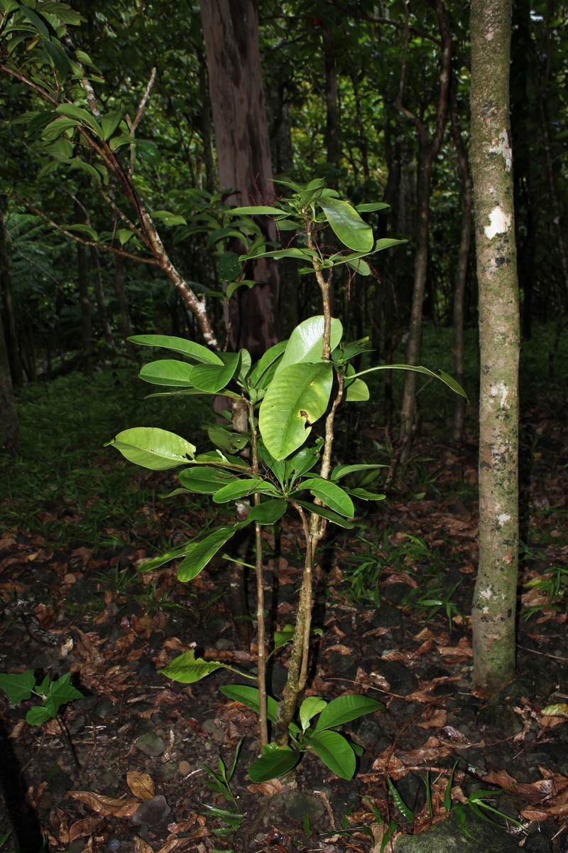 Waianae Range Papala photo 5