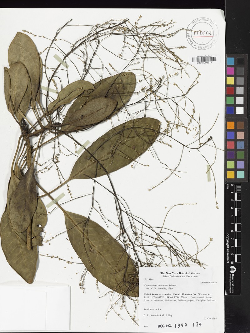 Charpentiera tomentosa var. tomentosa