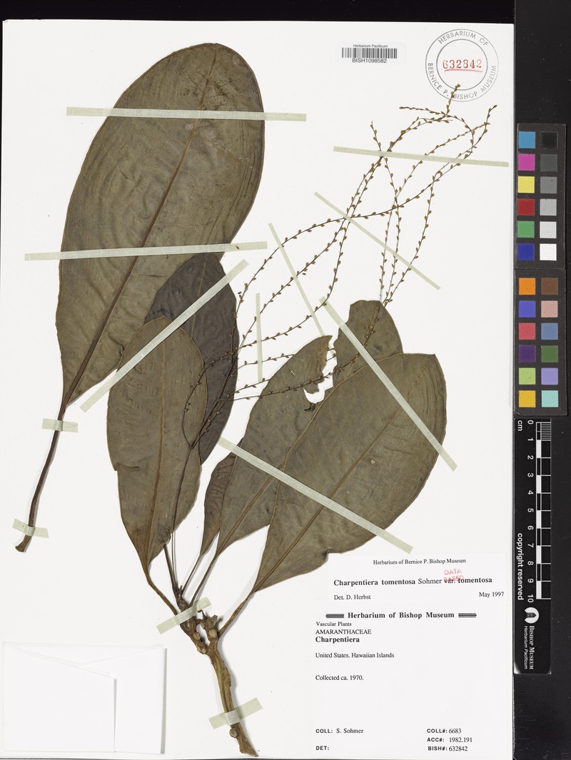 Charpentiera tomentosa var. tomentosa photo 3