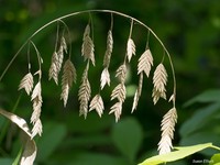 Indian Woodoats