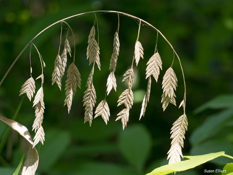 Indian Woodoats