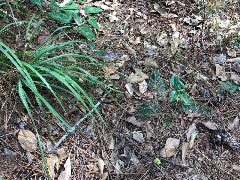 Slender Woodoats