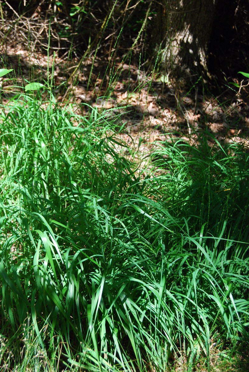 Slender Woodoats photo 6