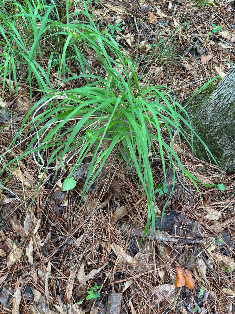 Slender Woodoats photo 8