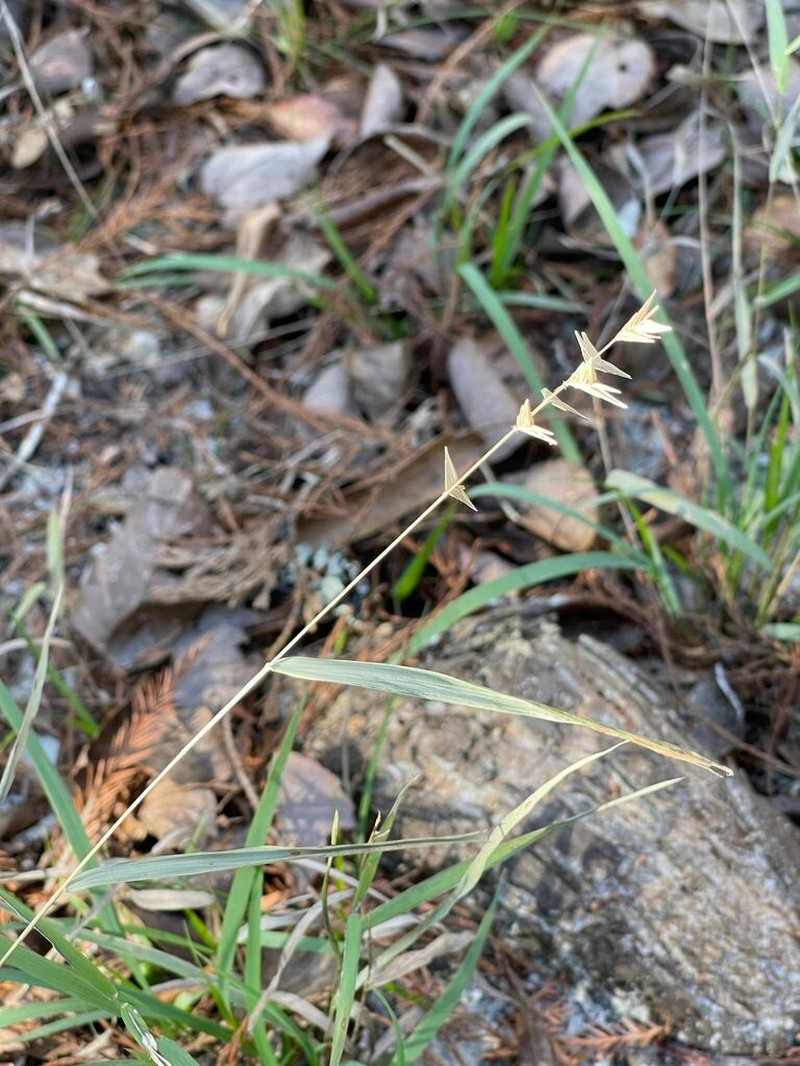 Birdbill Woodoats photo 7