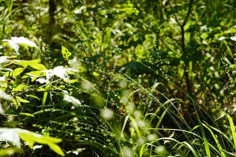 Longleaf Woodoats photo 2