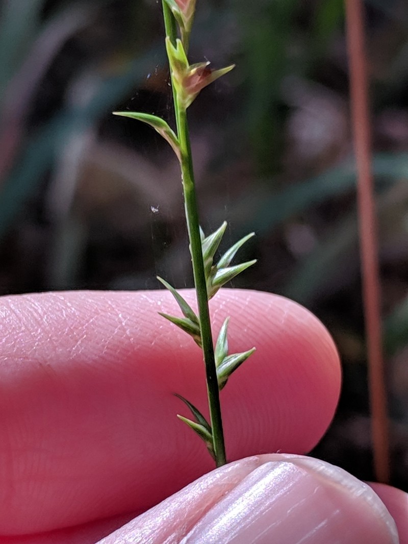 Longleaf Woodoats photo 3