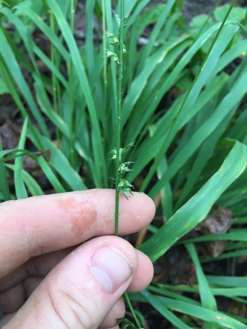 Longleaf Woodoats photo 4