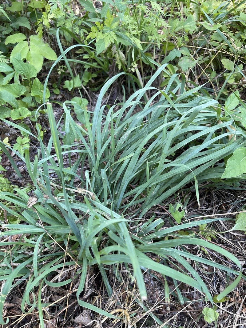 Longleaf Woodoats photo 5