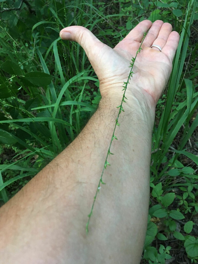 Longleaf Woodoats photo 6