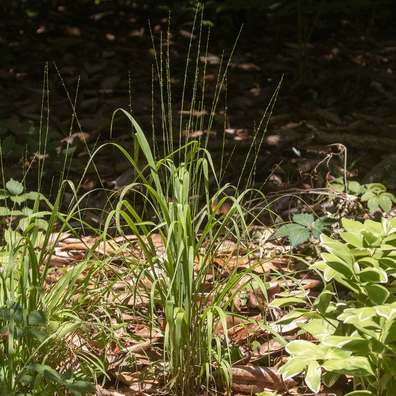 Longleaf Woodoats photo 7