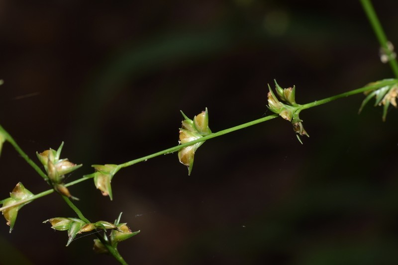 Longleaf Woodoats photo 8