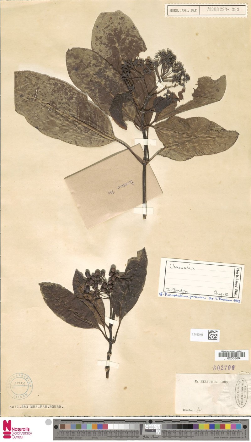 Chassalia javanica