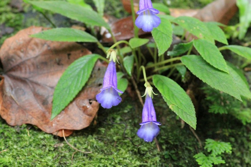 Chayamaritia banksiae