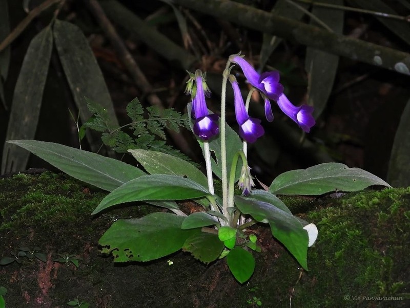 Chayamaritia smitinandii