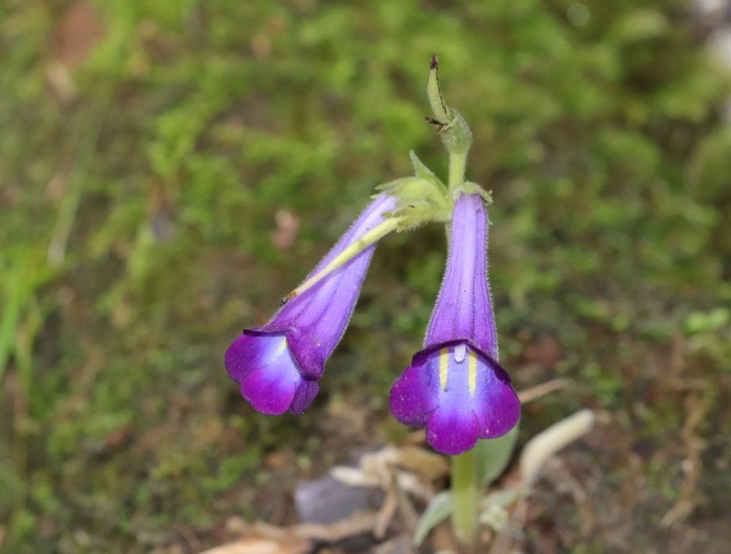 Chayamaritia smitinandii photo 2