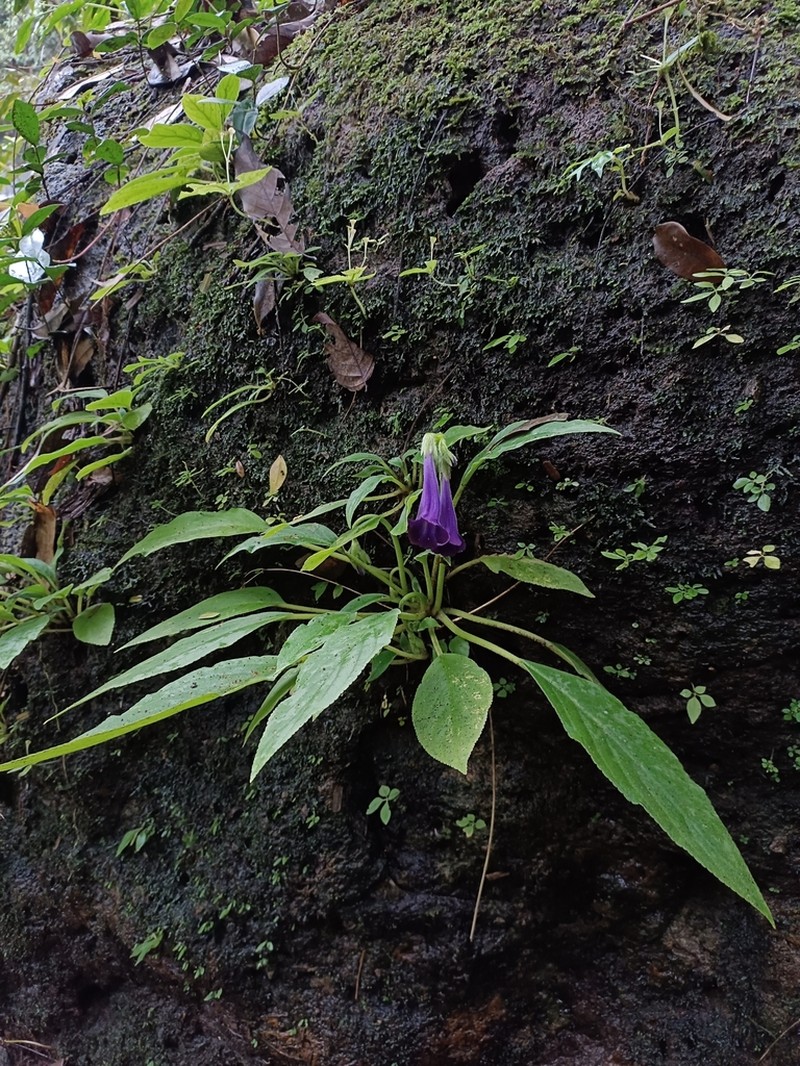 Chayamaritia smitinandii photo 3