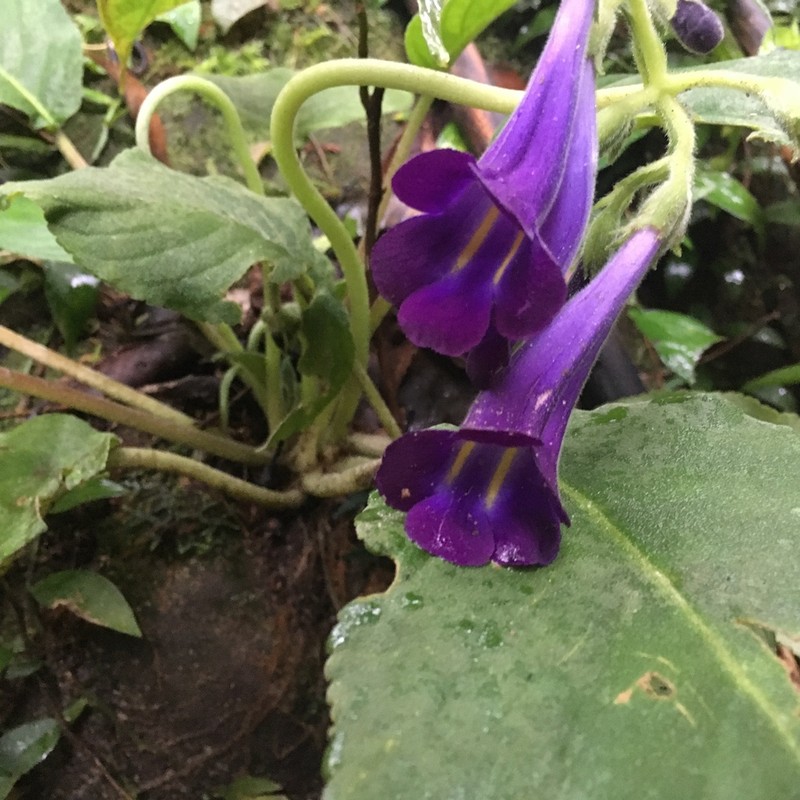 Chayamaritia smitinandii photo 4