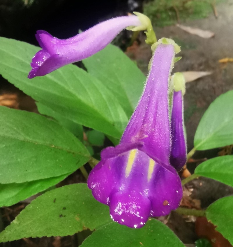 Chayamaritia smitinandii photo 5