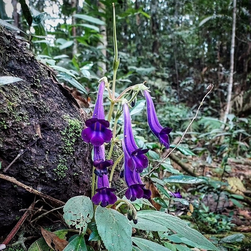 Chayamaritia smitinandii photo 6