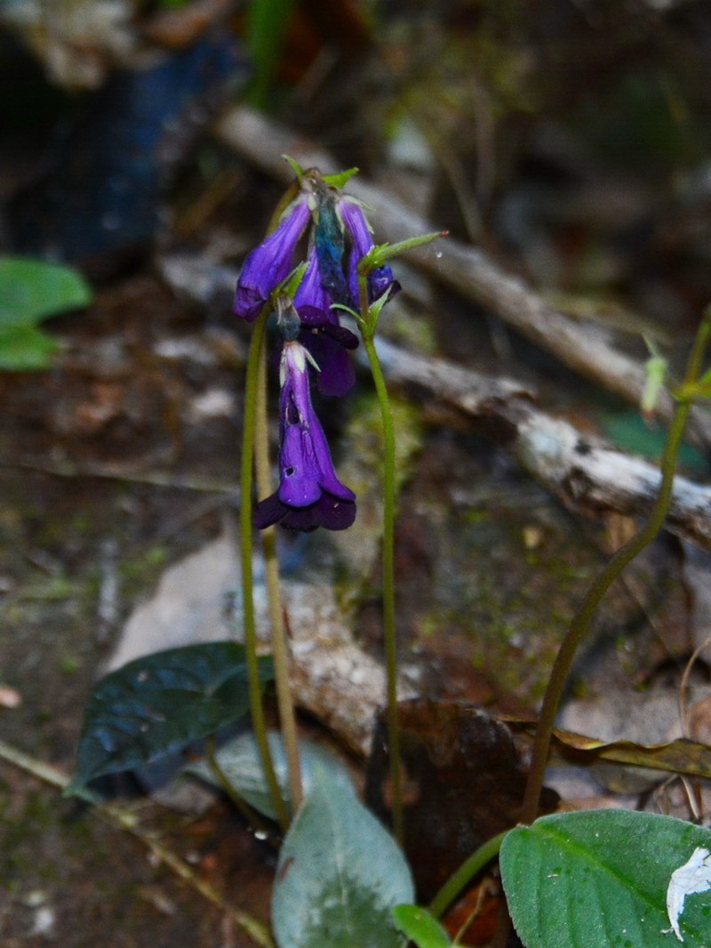 Chayamaritia smitinandii photo 7