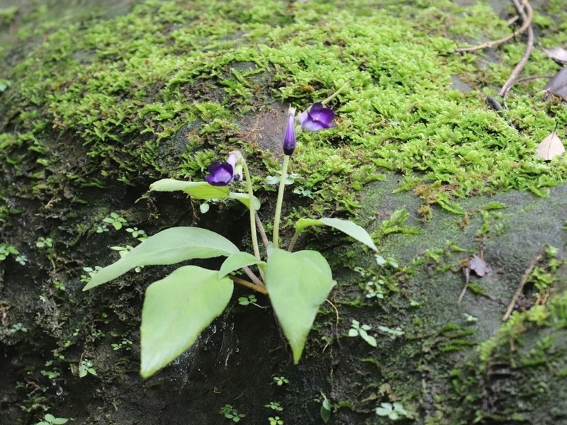 Chayamaritia smitinandii photo 8