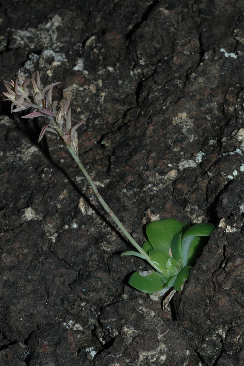 Chazaroa calycosa