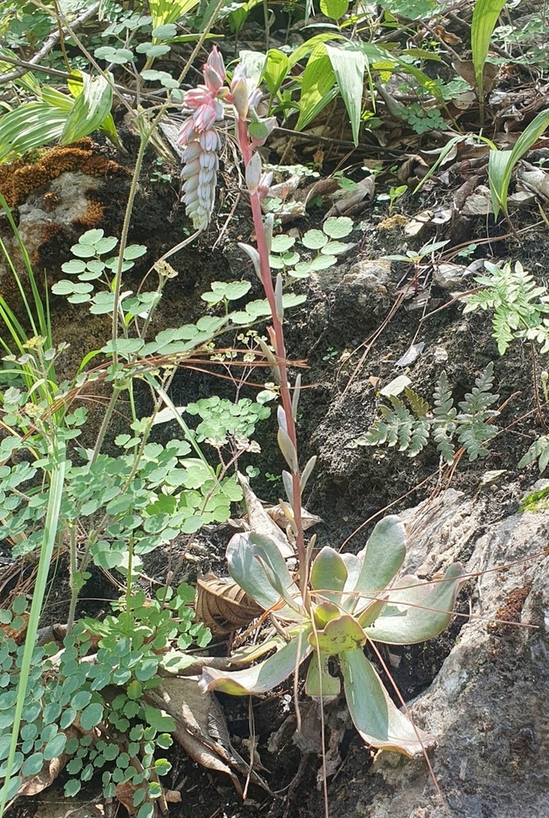 Chazaroa valvata