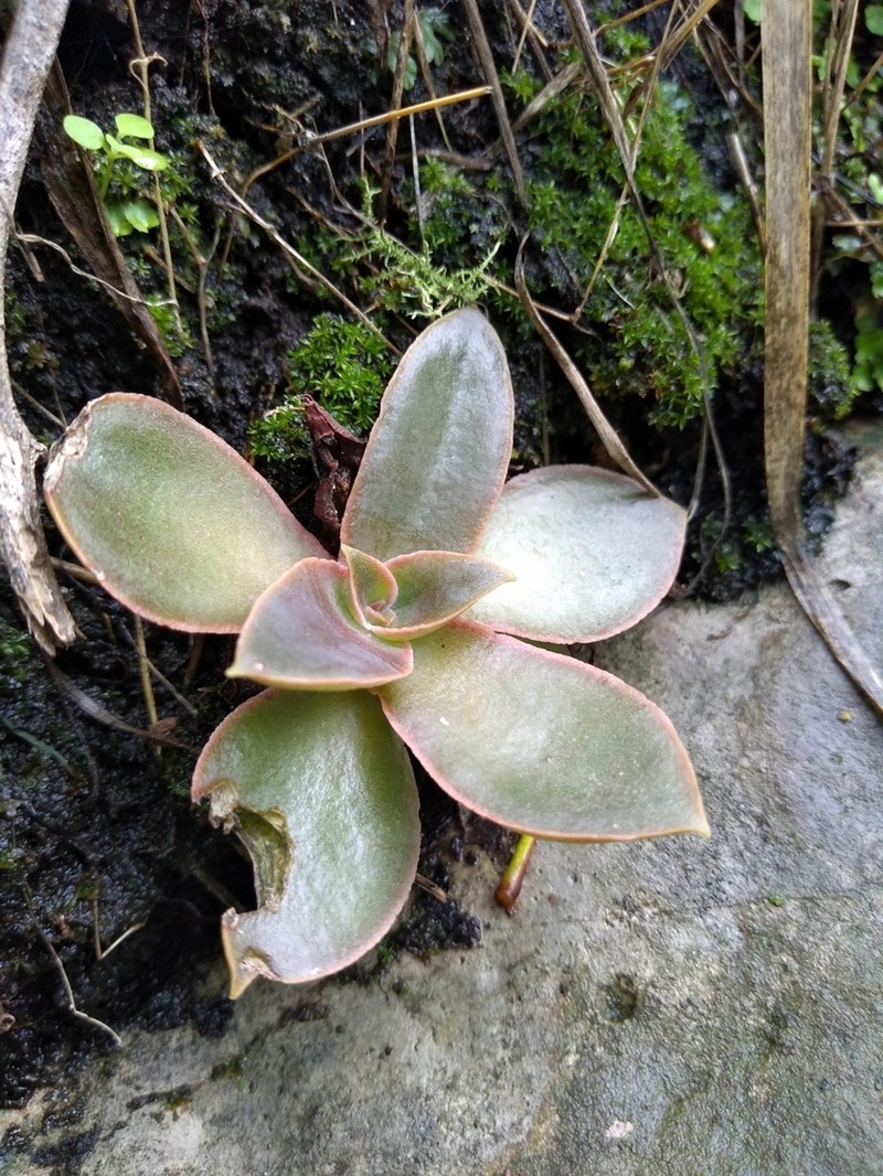 Chazaroa yalmanantlanensis photo 2