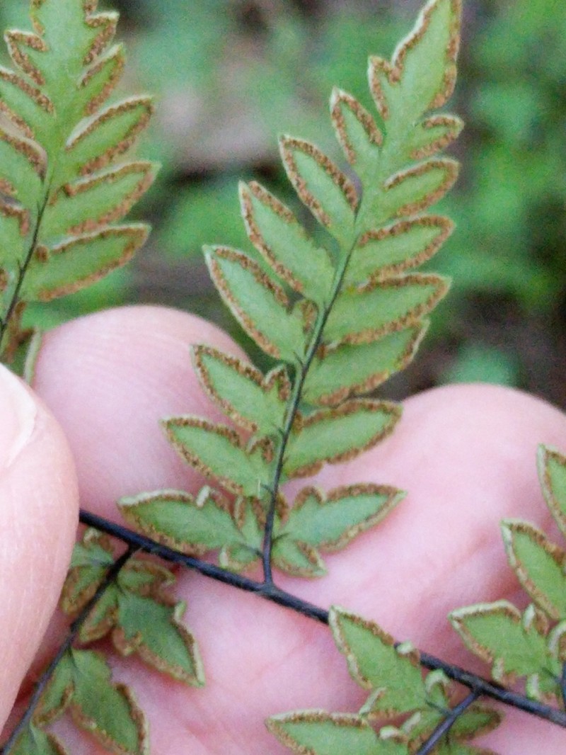 Alabama Lipfern photo 2