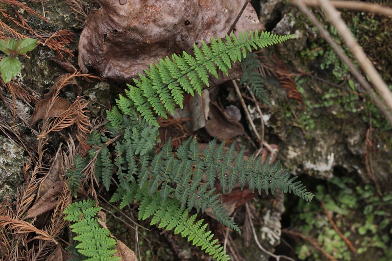 Alabama Lipfern