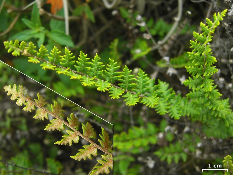 Golden Lipfern