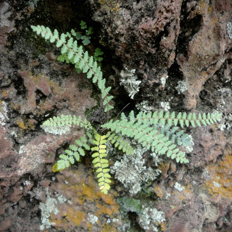 Golden Lipfern photo 2