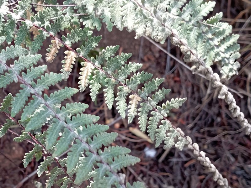 Golden Lipfern photo 3