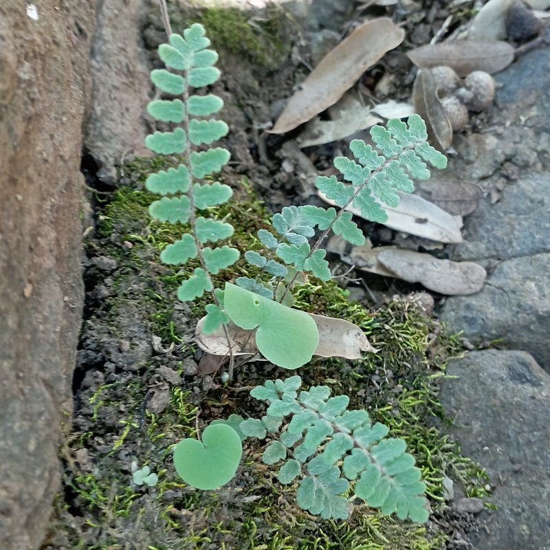 Golden Lipfern photo 4