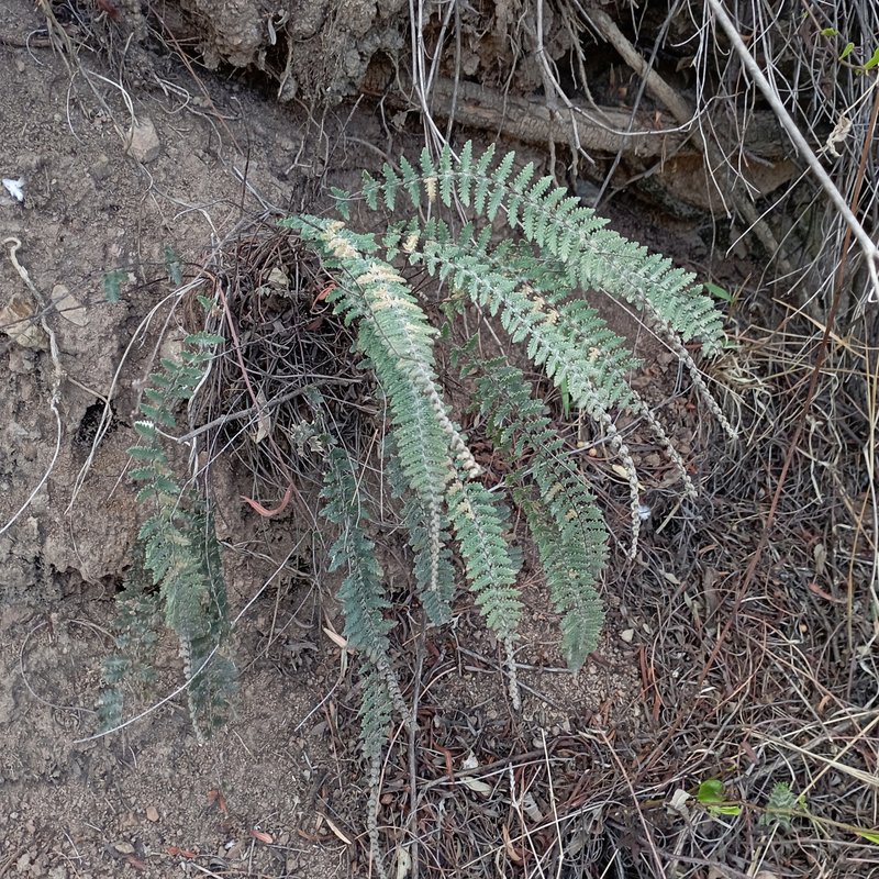 Golden Lipfern photo 5